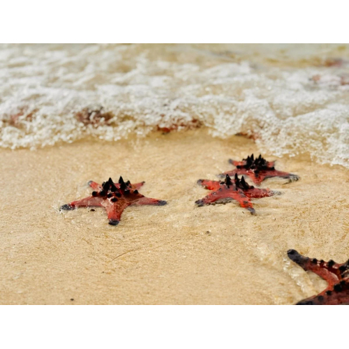 Sao Biển tour Phú Quốc 1 ngày